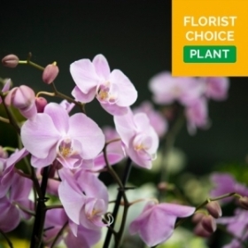 Florist choice plant or arrangement indoor
